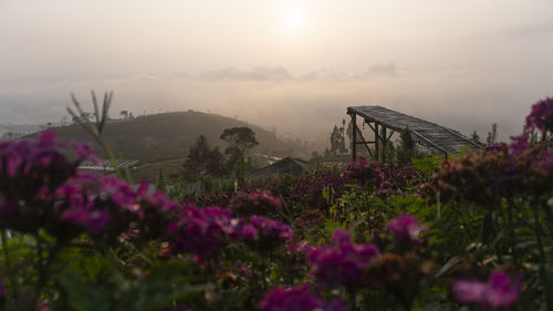 Purple flowering plants on field against sky during sunset