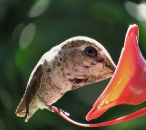Close-up of bird eating food