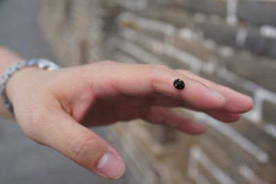 Cropped hand of person holding ladybug