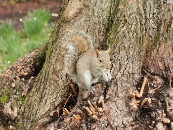 Close-up of squirrel on tree trunk