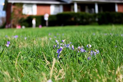 Purple flowers blooming on field