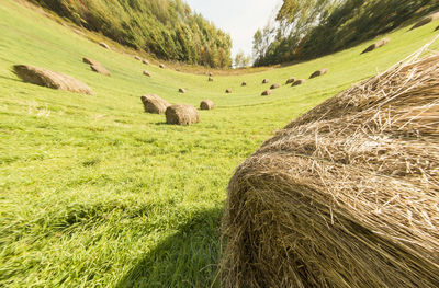 Fish-eye view of hay bales on field