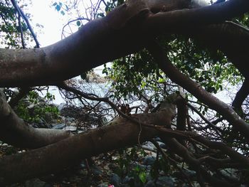 Low angle view of tree in forest