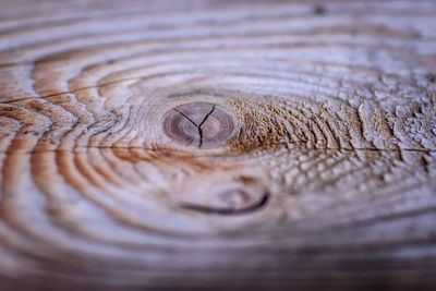 Full frame shot of tree stump