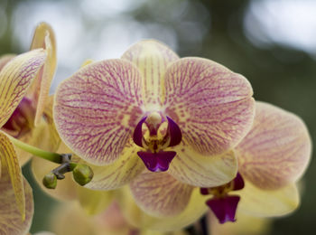 Close-up of pink orchid flower