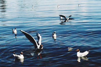 High angle view of seagulls swimming in lake