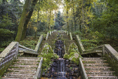 Steps amidst trees in forest