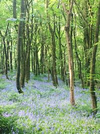 Scenic view of flowering trees in forest