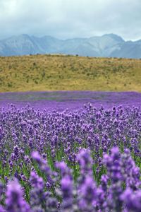 Purple flowering plants on field by mountains against sky