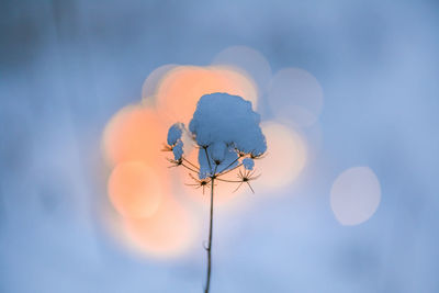 Dried plants in winter with artistic golden bokeh. snowy scenery.