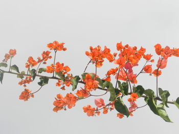 Low angle view of orange flowers