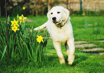 Close-up of dog sitting on field