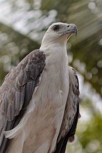 Sea eagle looking for a prey