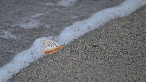 Close-up of starfish on sand at beach