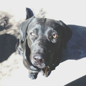 Close-up portrait of black dog