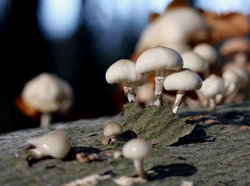 Close-up of mushroom growing outdoors