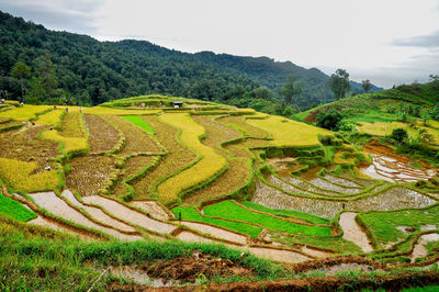 Scenic view of terraced rice agricultural field in indonesia