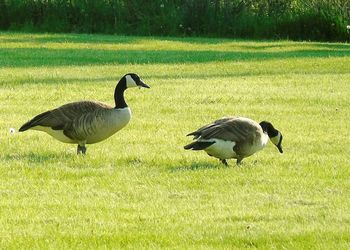 Ducks on grass