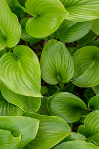 Full frame shot of green leaves