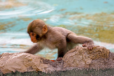 Close-up of young monkey on rock by lake