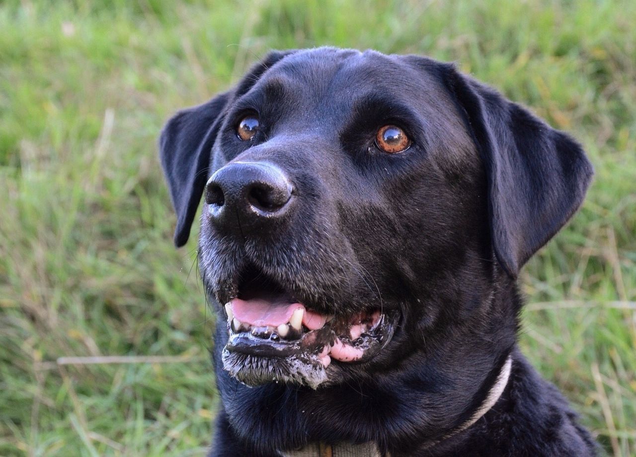 dog, animal themes, pets, one animal, domestic animals, mammal, black color, focus on foreground, looking at camera, portrait, grass, close-up, sticking out tongue, field, animal head, pet collar, black, mouth open, no people