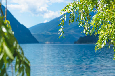 Close-up of tree by lake against sky