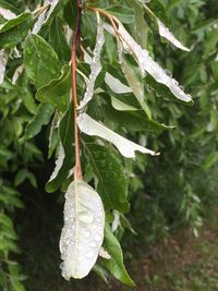 Close-up of snow on tree