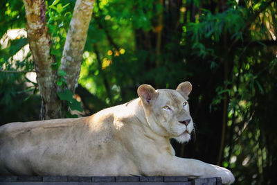 View of a white lion on tree