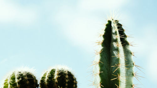 Close-up of cactus plant against sky