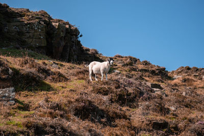 Horse standing in a field