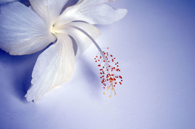 Close-up of flowers against blurred background