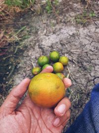 Close-up of hand holding apples