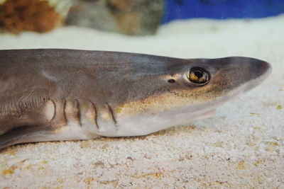 Close-up of fish swimming in aquarium