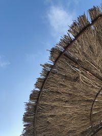 Low angle view of dry plants against sky