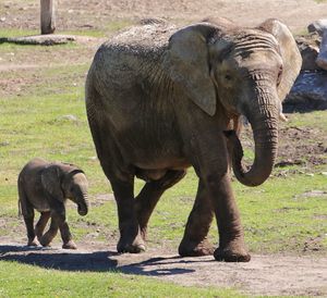 Elephant standing on field