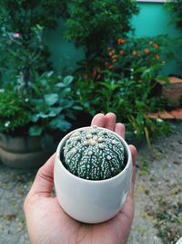 Cropped hand holding potted cactus in yard