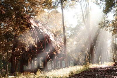 The old hut in the middle of the forest was illuminated by the morning sun.