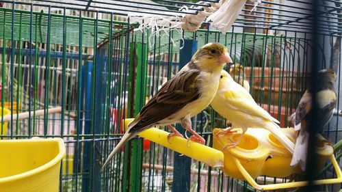 Close-up of birds perching in cage