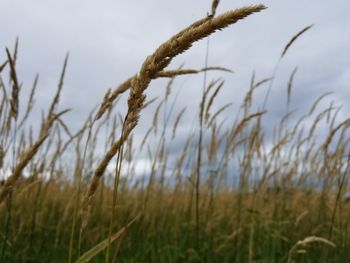 Close-up of wheat growing on field against sky