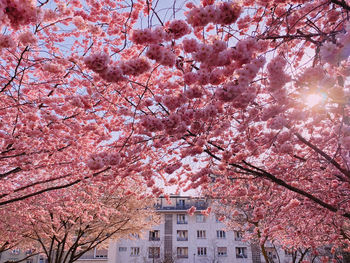 Low angle view of cherry blossom tree