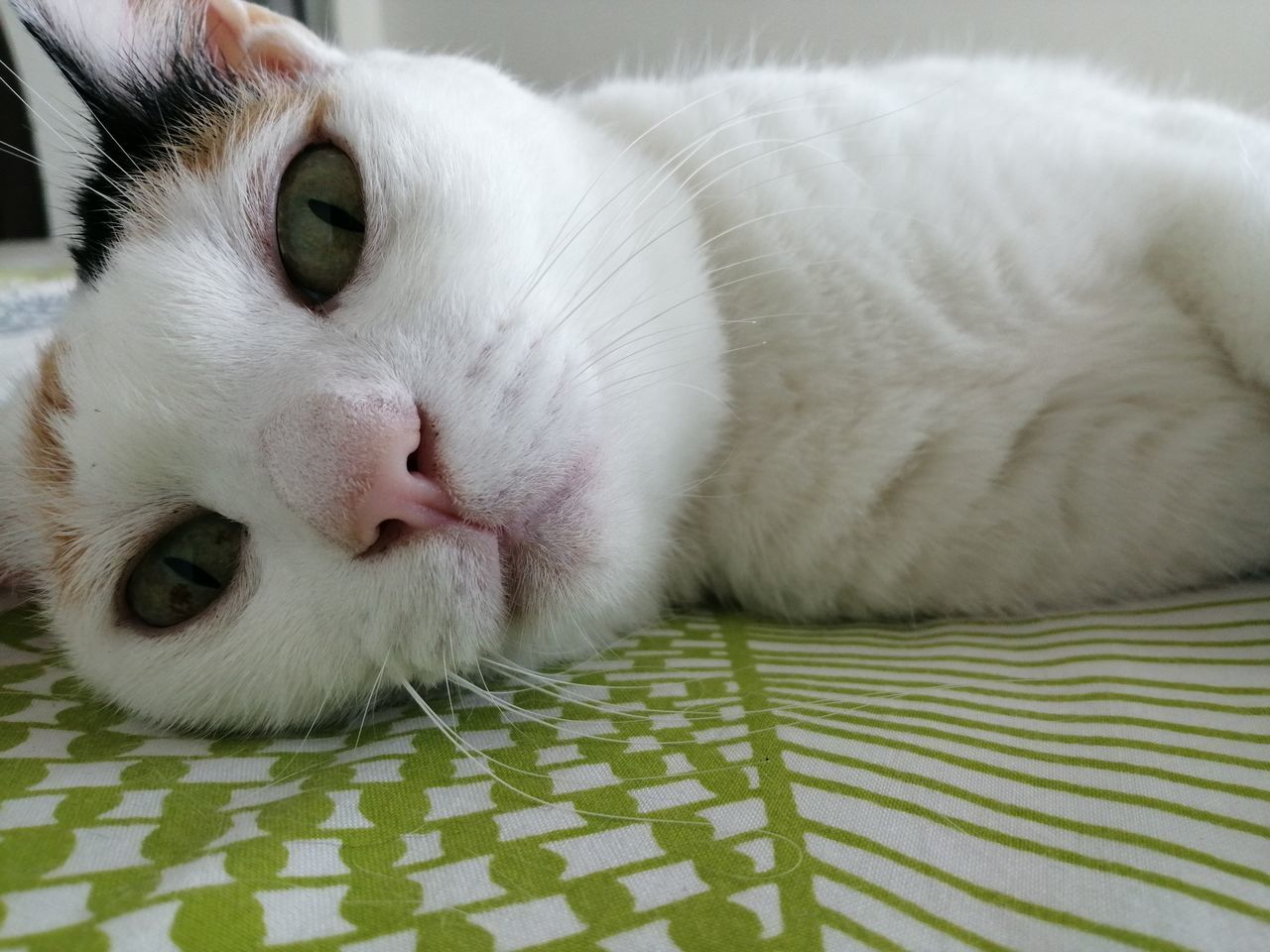 CLOSE-UP OF A CAT RESTING ON BED