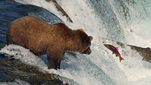 Grizzly fishing salmon brooks falls