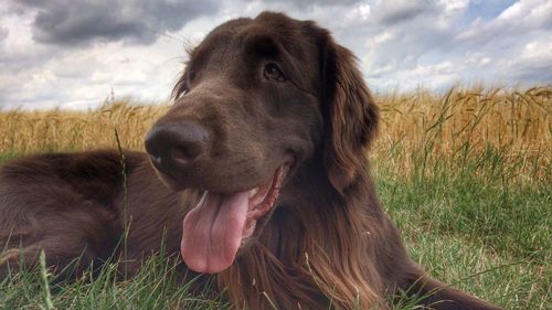 Dog standing on grassy field