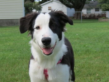 Close-up portrait of dog