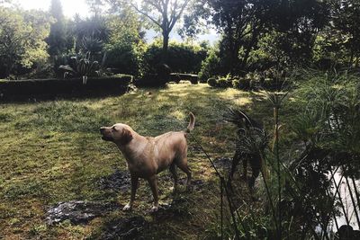 Sheep standing on field against trees