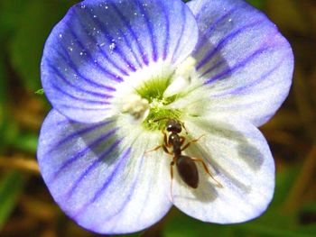 Close-up of insect on purple flower