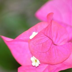 Close-up of pink flower