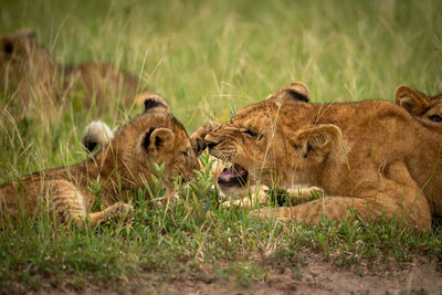 Close-up of lion cub slapping older one