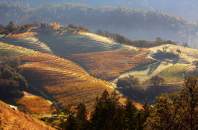 Fall color in napa valley, california