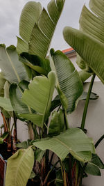 Close-up of green leaves on plant